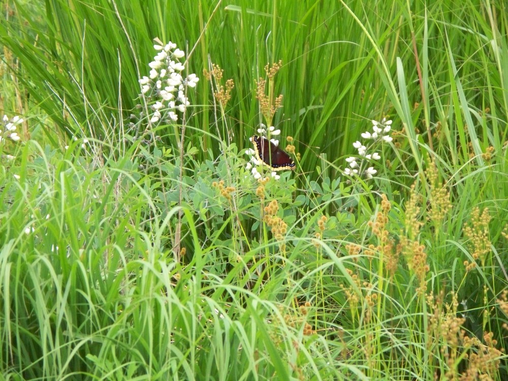 Mourning Cloak CPG in Acadia Parish on April 26, 2008.