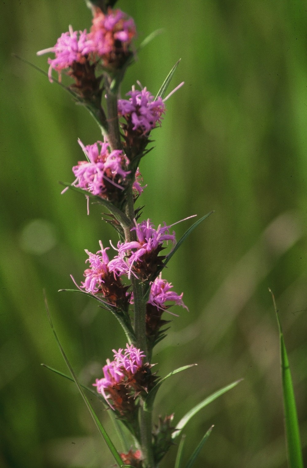 liatris squarrosa