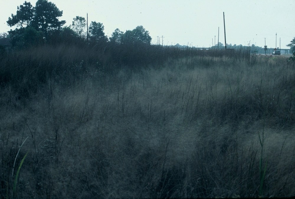 nov 87 iowamuhlenbergia