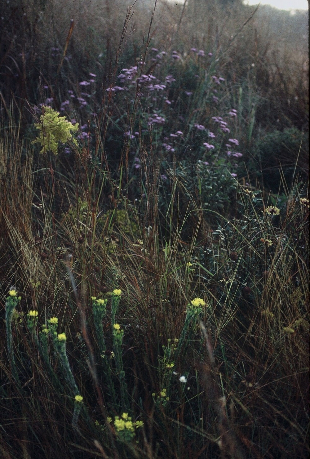 oct87 fenton prairies