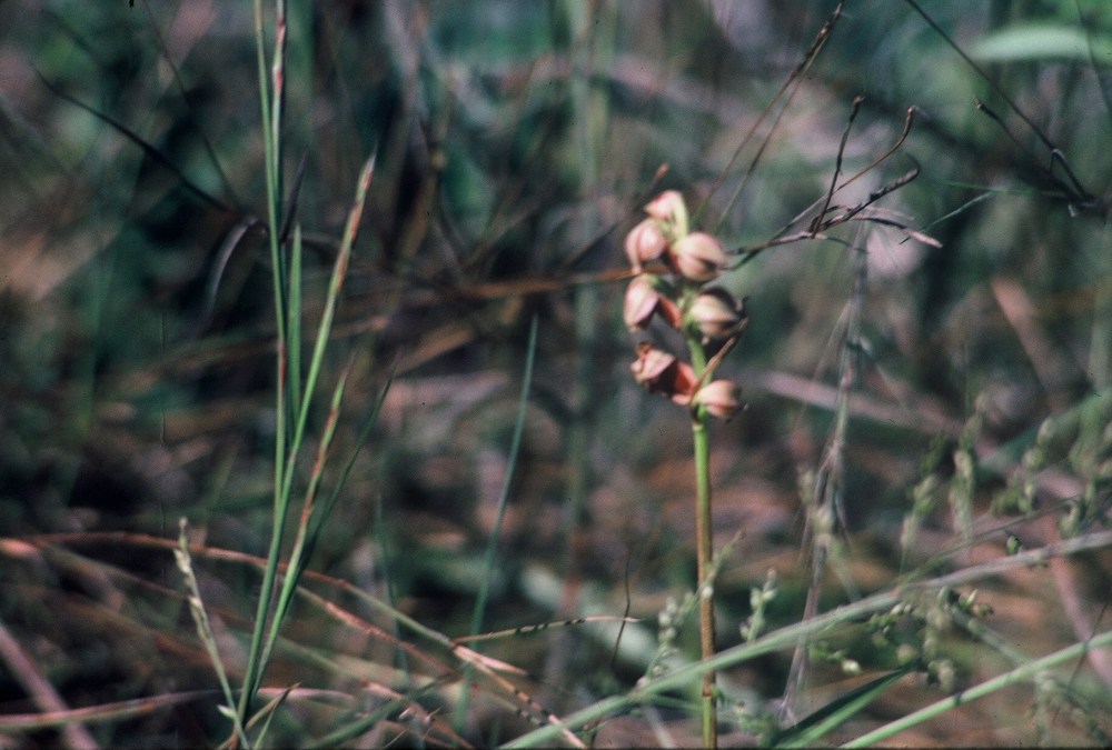 pecristata south kinder