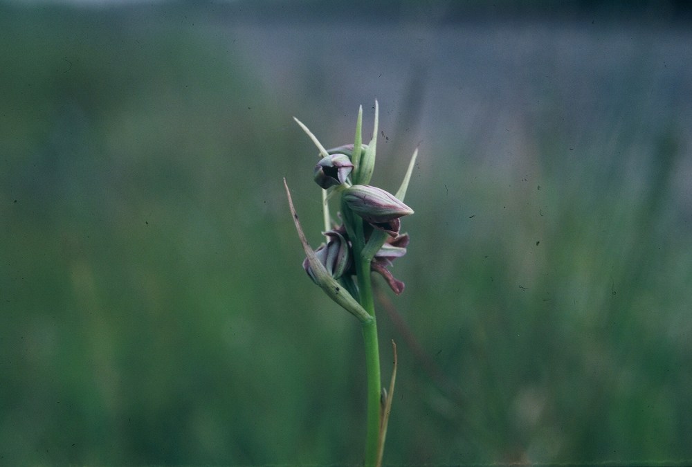 pecristata2 south kinder