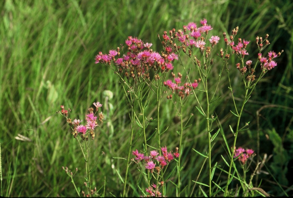 vernonia texana lacon89